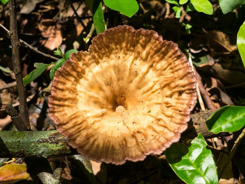 Cymatoderma caperatum | Fungo Cálice de duende