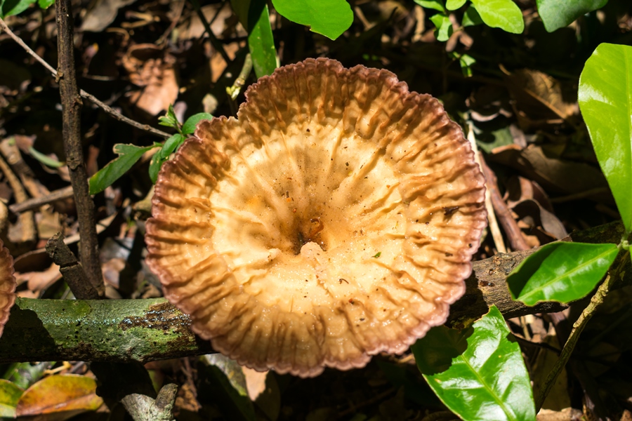 Cymatoderma caperatum | Fungo Cálice de duende