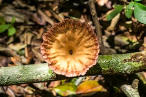 Cymatoderma caperatum na Serra Gaúcha