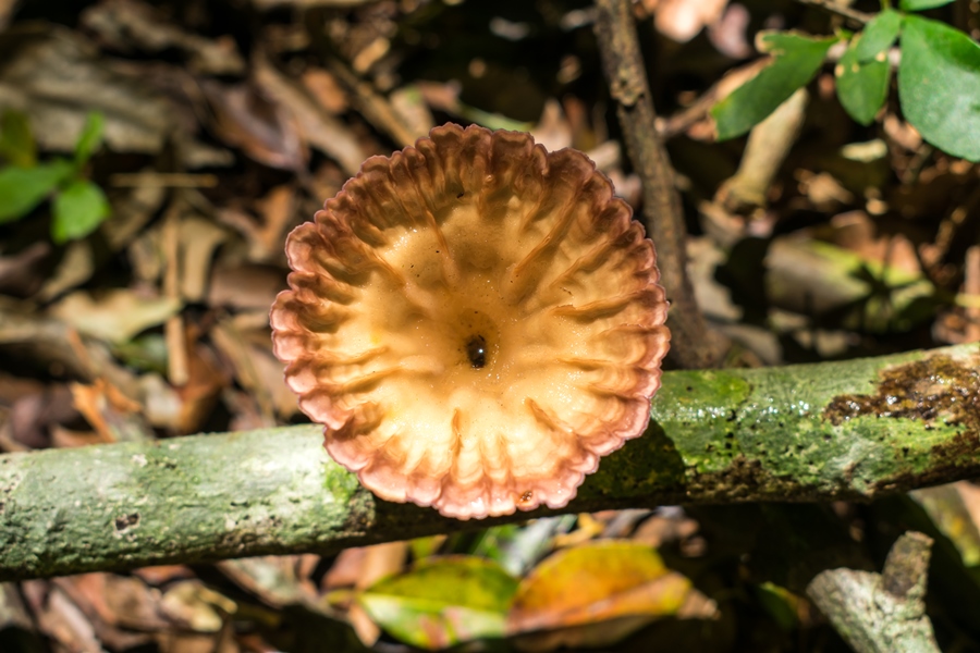 Cymatoderma caperatum na Serra Gaúcha