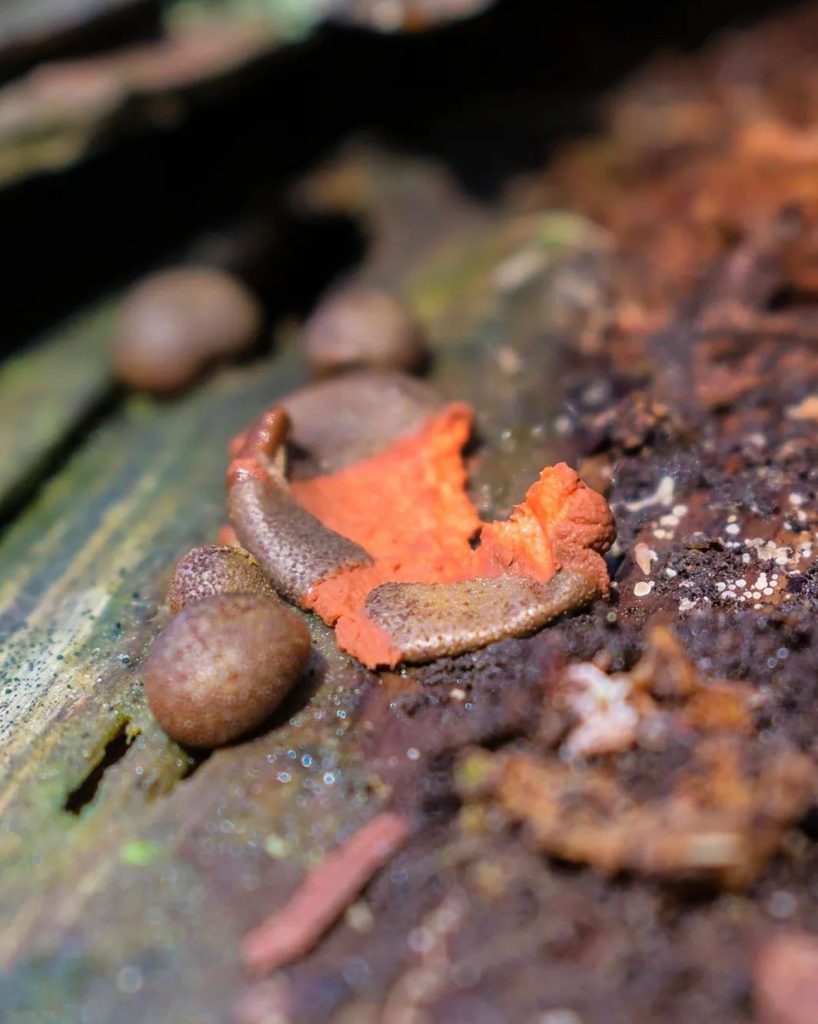 Mixomiceto Lycogala epidendrum na Serra Gaúcha