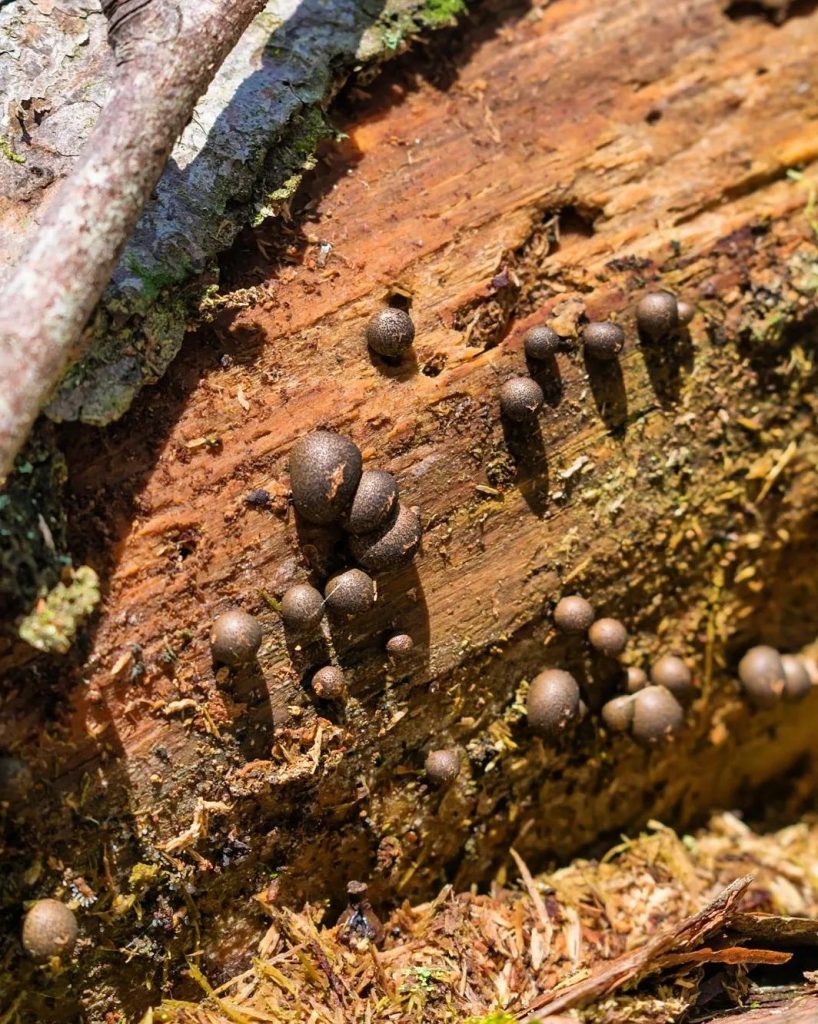 Mixomiceto Lycogala epidendrum na Serra Gaúcha