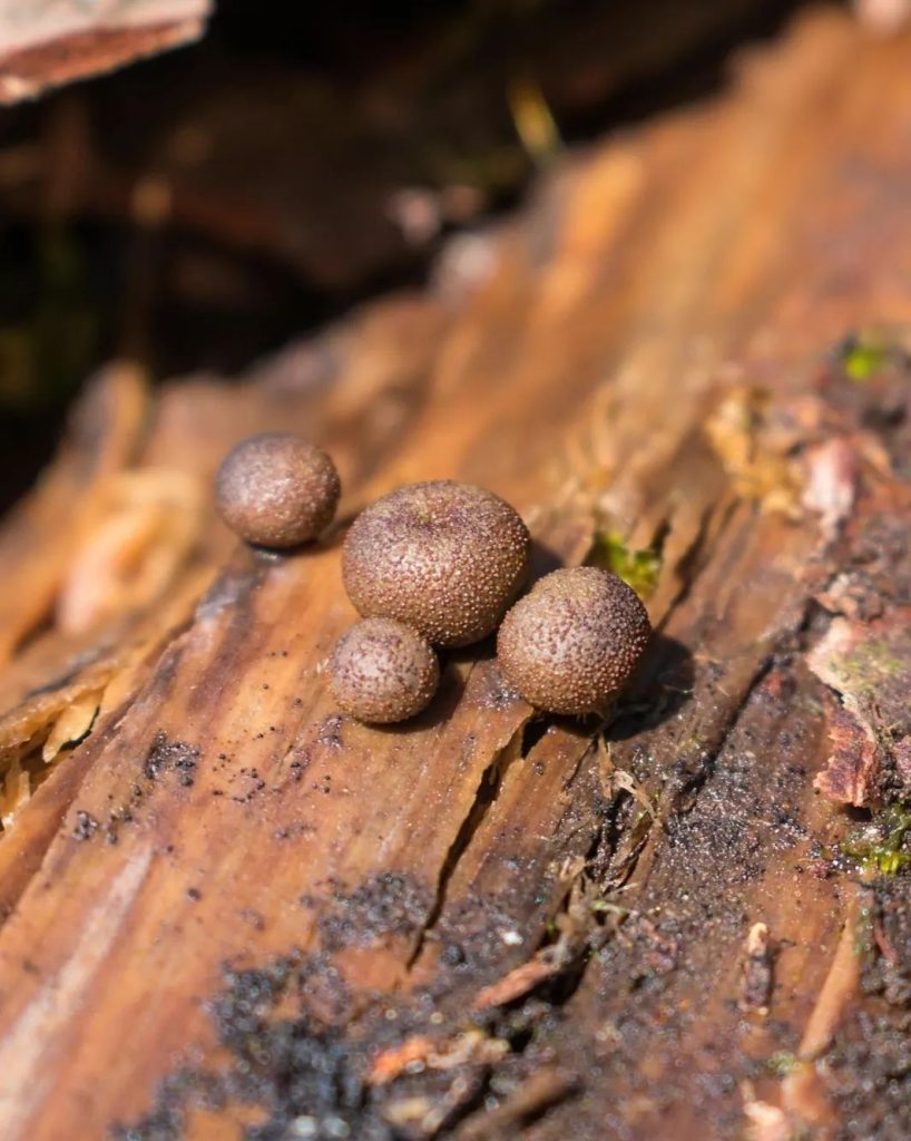 Mixomiceto Lycogala epidendrum na Serra Gaúcha