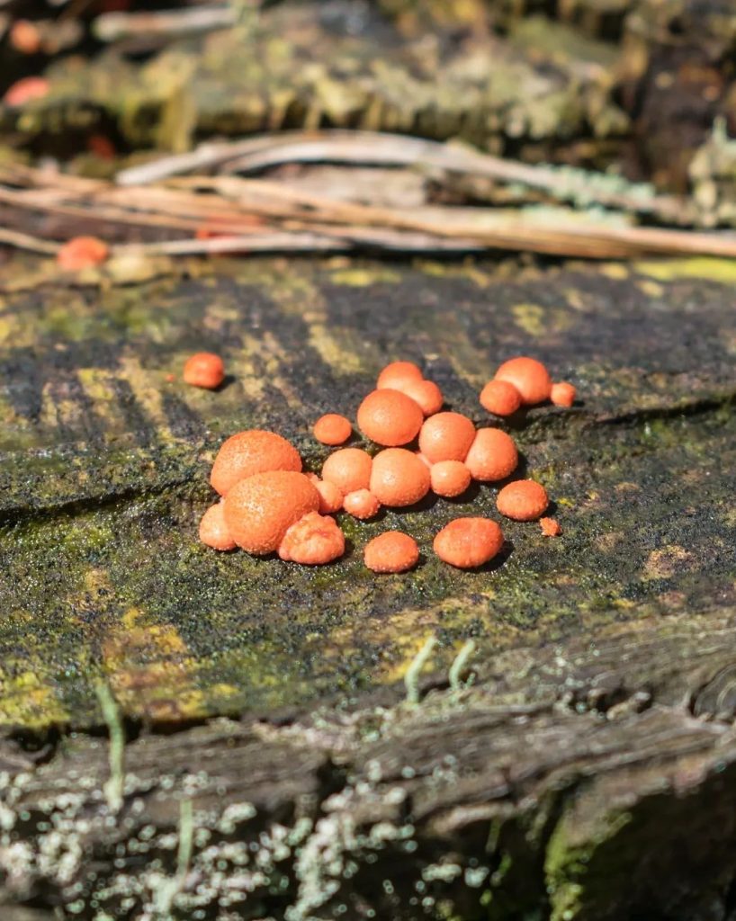 Mixomiceto Lycogala epidendrum na Serra Gaúcha