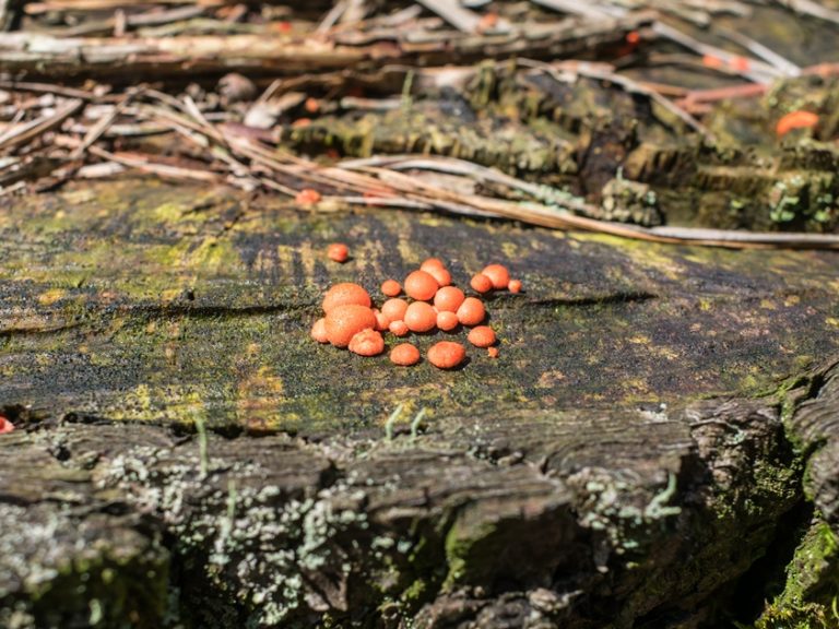 Lycogala epidendrum | Mixomiceto na Serra Gaúcha