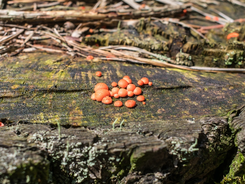 Lycogala epidendrum | Mixomiceto na Serra Gaúcha