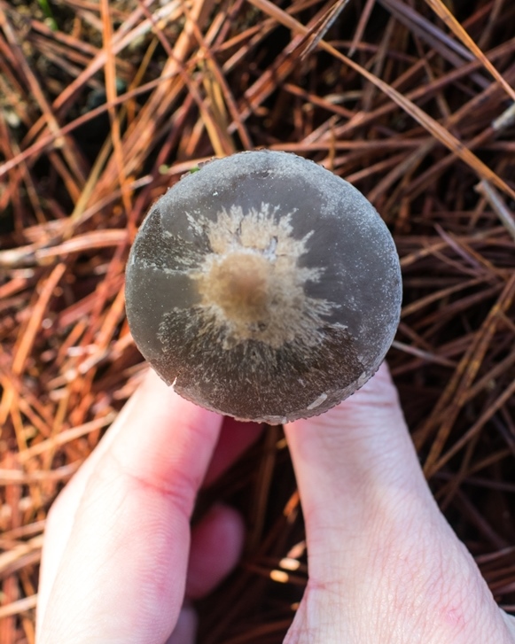 Cogumelo Panaeolus cinctulus na Serra Gaúcha, Brasil