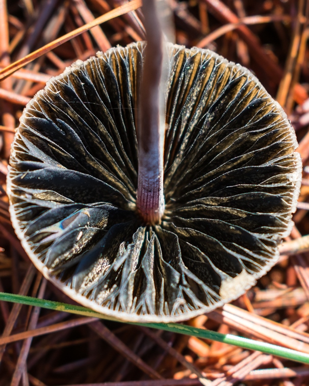 Cogumelo Panaeolus cinctulus na Serra Gaúcha, Brasil