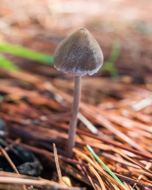 Cogumelo Panaeolus cinctulus na Serra Gaúcha, Brasil