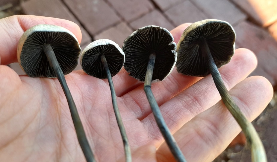 Panaeolus cyanescens na Serra Gaúcha