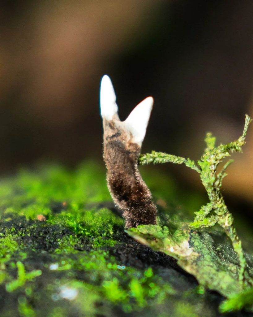 Fungos do gênero Xylaria