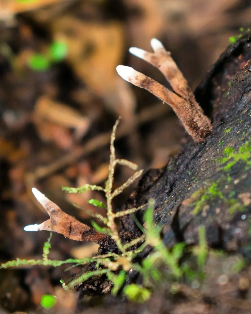 Fungos do gênero Xylaria