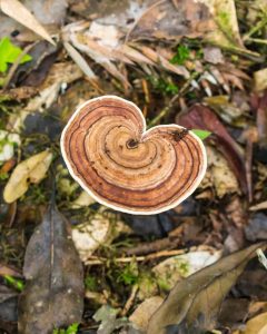 Fungo Amauroderma na Serra Gaúcha
