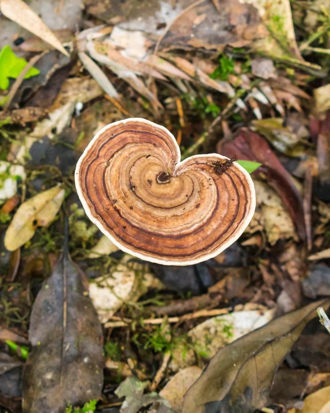 Fungo Amauroderma na Serra Gaúcha