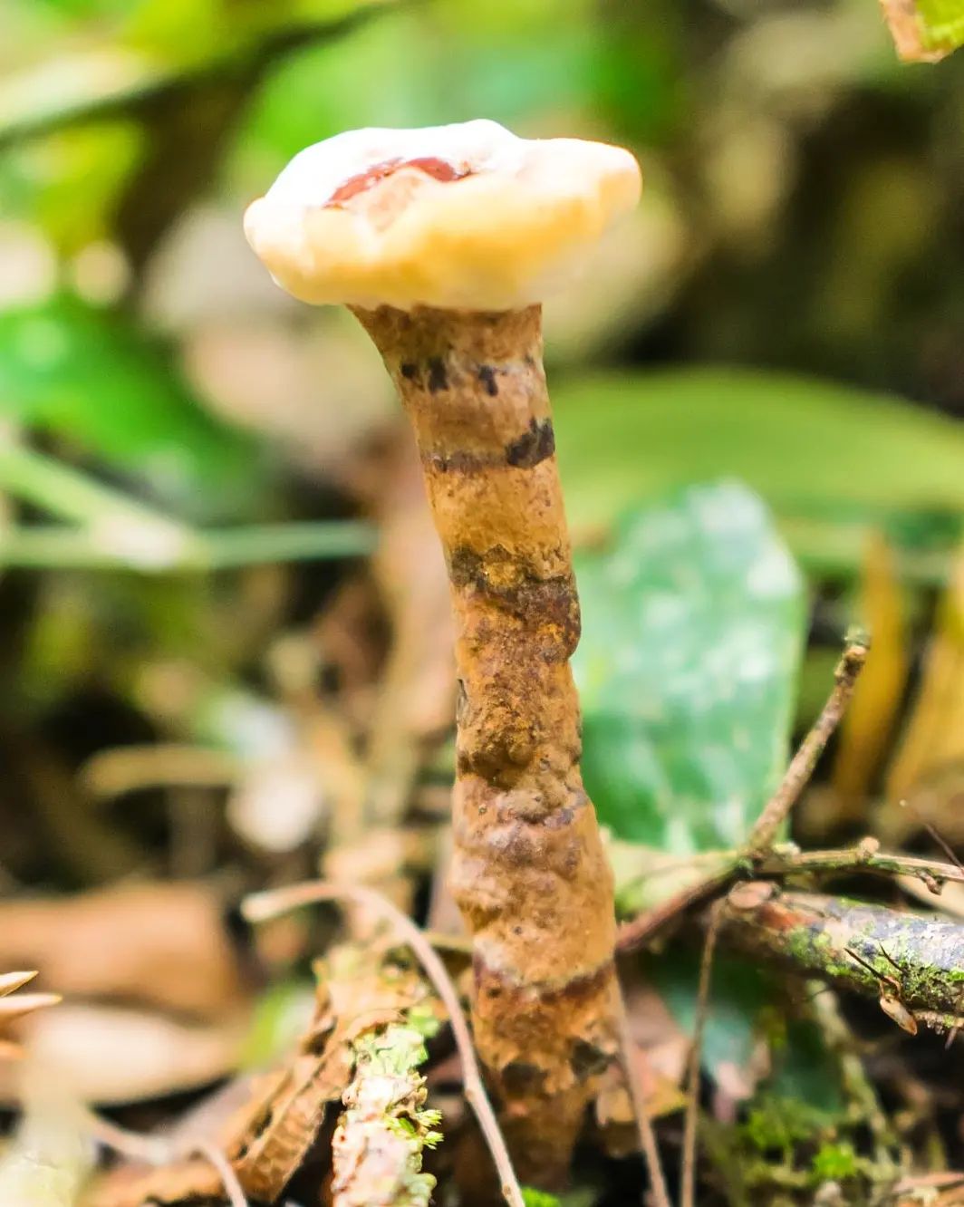 Fungo Amauroderma na Serra Gaúcha