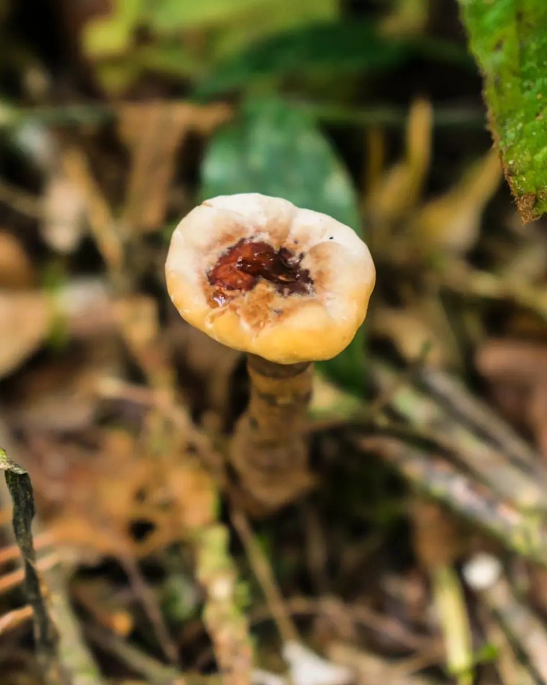 Fungo Amauroderma na Serra Gaúcha