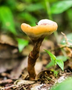 Fungo Amauroderma na Serra Gaúcha
