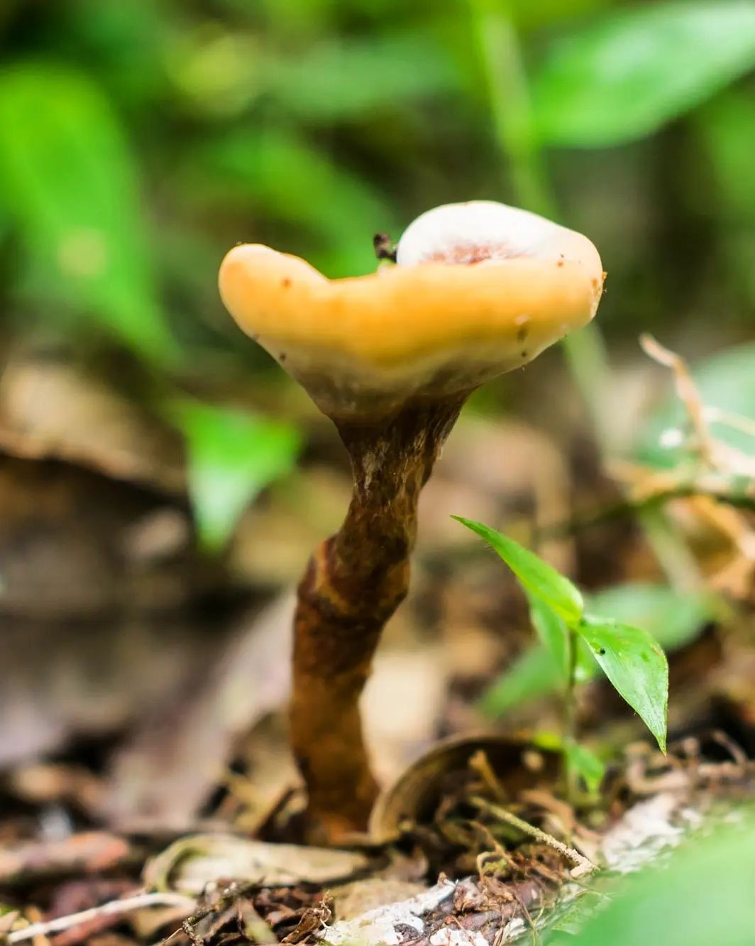 Fungo Amauroderma na Serra Gaúcha