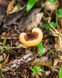 Fungo Amauroderma na Serra Gaúcha