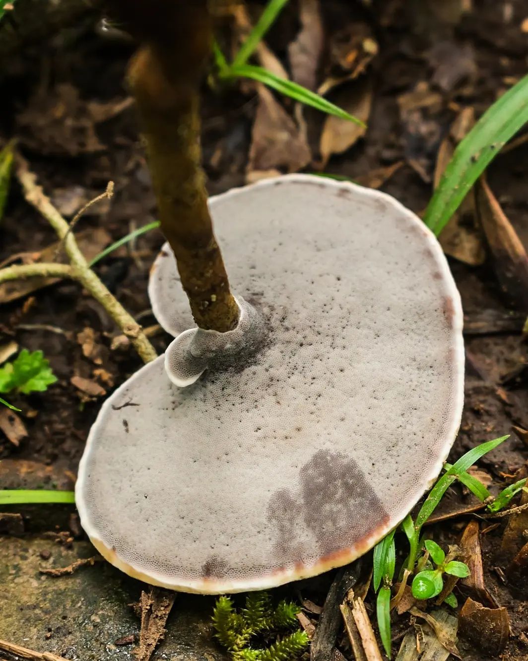 Fungo Amauroderma na Serra Gaúcha