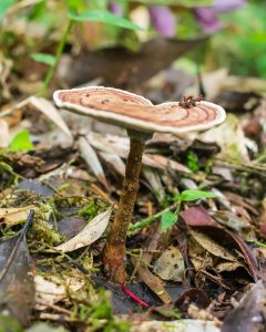 Fungo Amauroderma na Serra Gaúcha