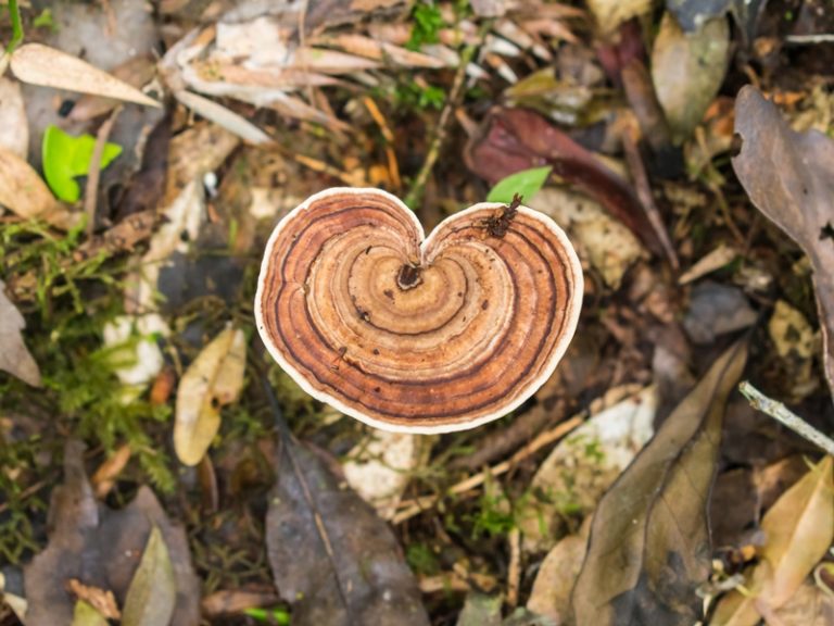 Amauroderma sp. | Fungos da Serra Gaúcha