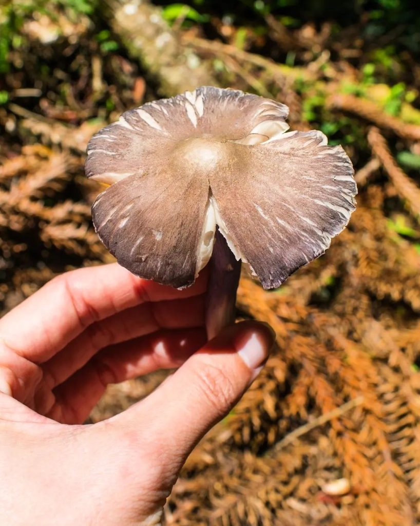 Cogumelo Entoloma sp. na Serra Gaúcha