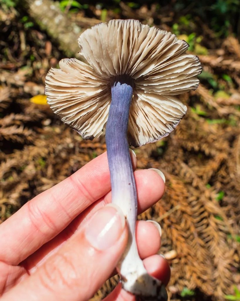 Cogumelo Entoloma sp. na Serra Gaúcha