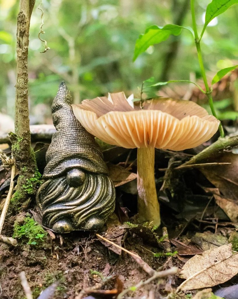 Cogumelo Entoloma sp. na Serra Gaúcha