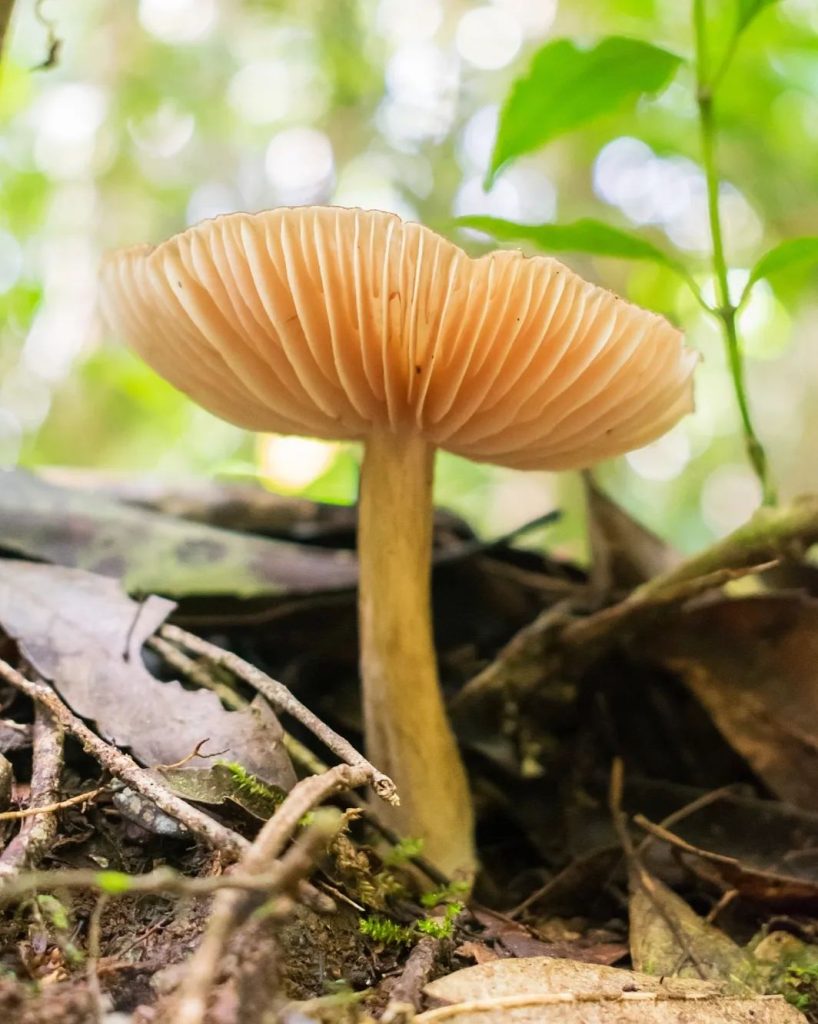 Cogumelo Entoloma sp. na Serra Gaúcha