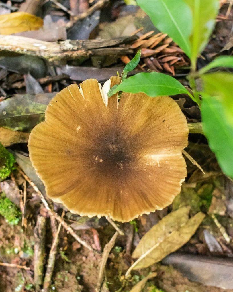 Cogumelo Entoloma sp. na Serra Gaúcha