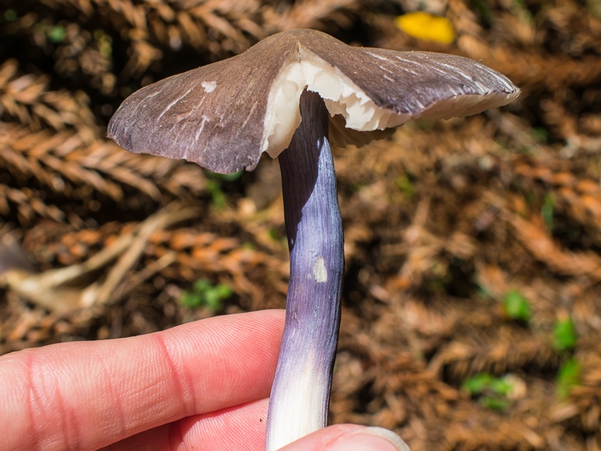 Cogumelos do gênero Entoloma na Serra Gaúcha