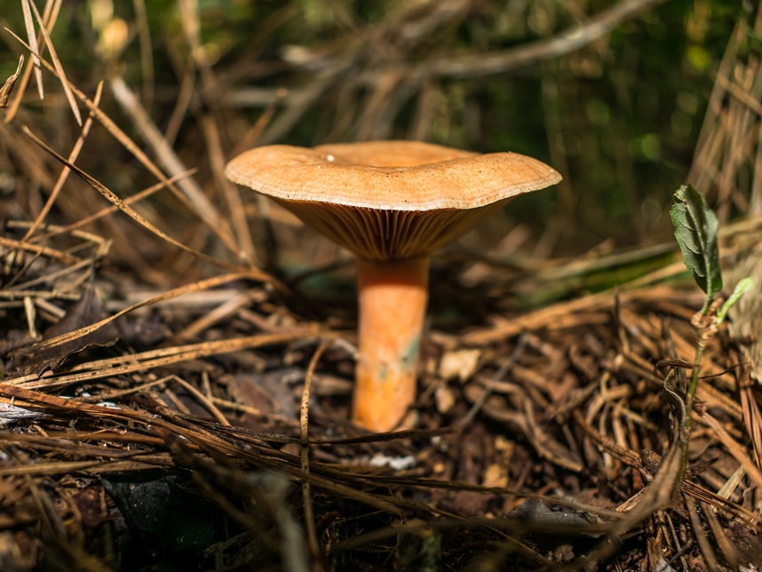 Cogumelos selvagens comestíveis na Serra Gaúcha