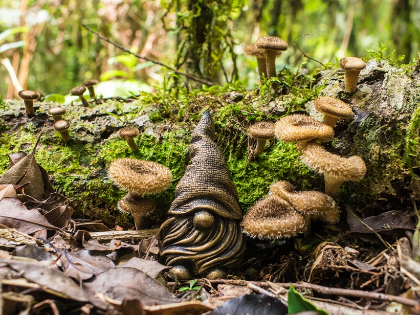 Pequenos cogumelos Lentinus sp. 