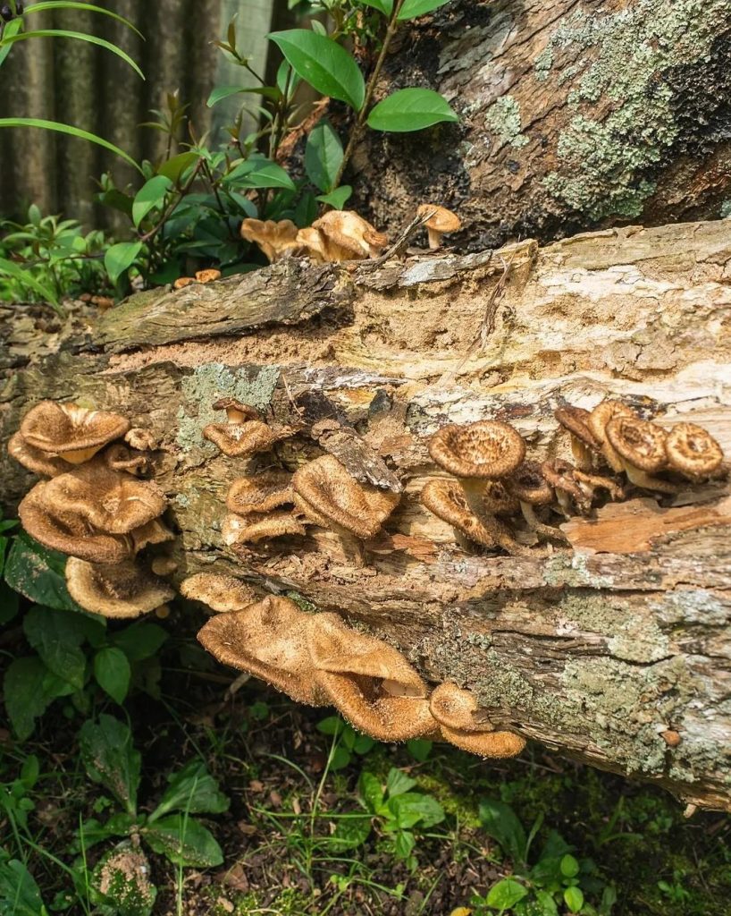 Lentinus crinitus na Serra Gaúcha