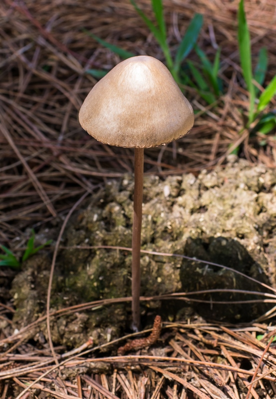 Cogumelo do gênero Panaeolus na Serra Gaúcha