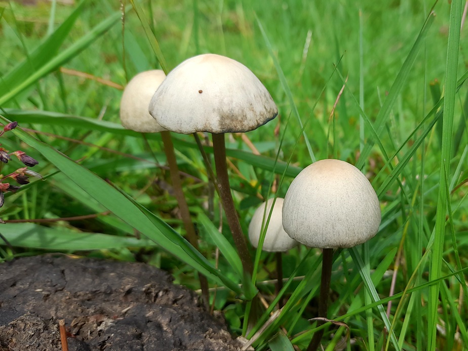 Panaeolus | Gênero de cogumelos com espécies psicoativas