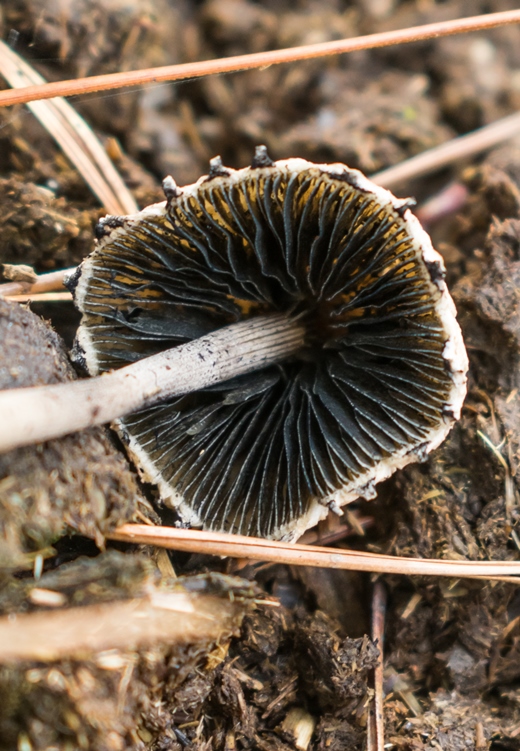 Cogumelo do gênero Panaeolus na Serra Gaúcha