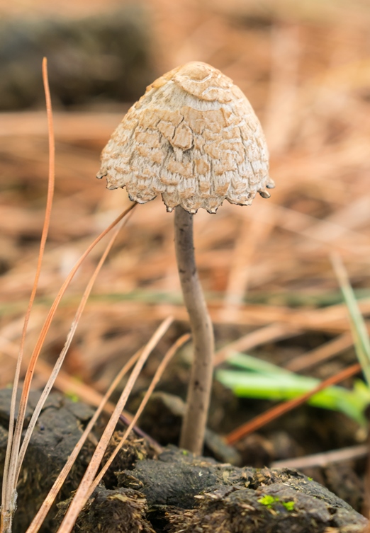 Cogumelo do gênero Panaeolus na Serra Gaúcha