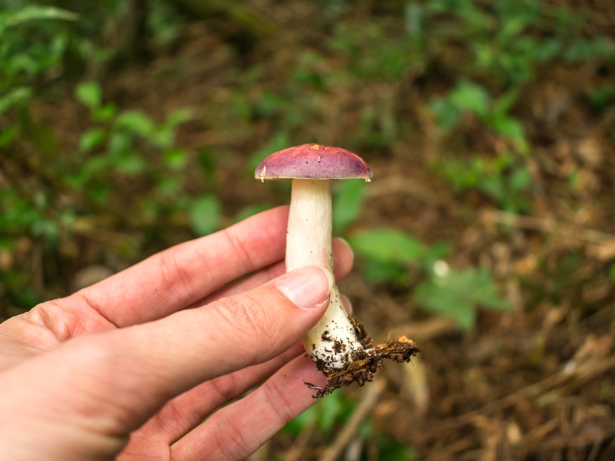 Como identificar cogumelos selvagens? | Dicas para iniciantes