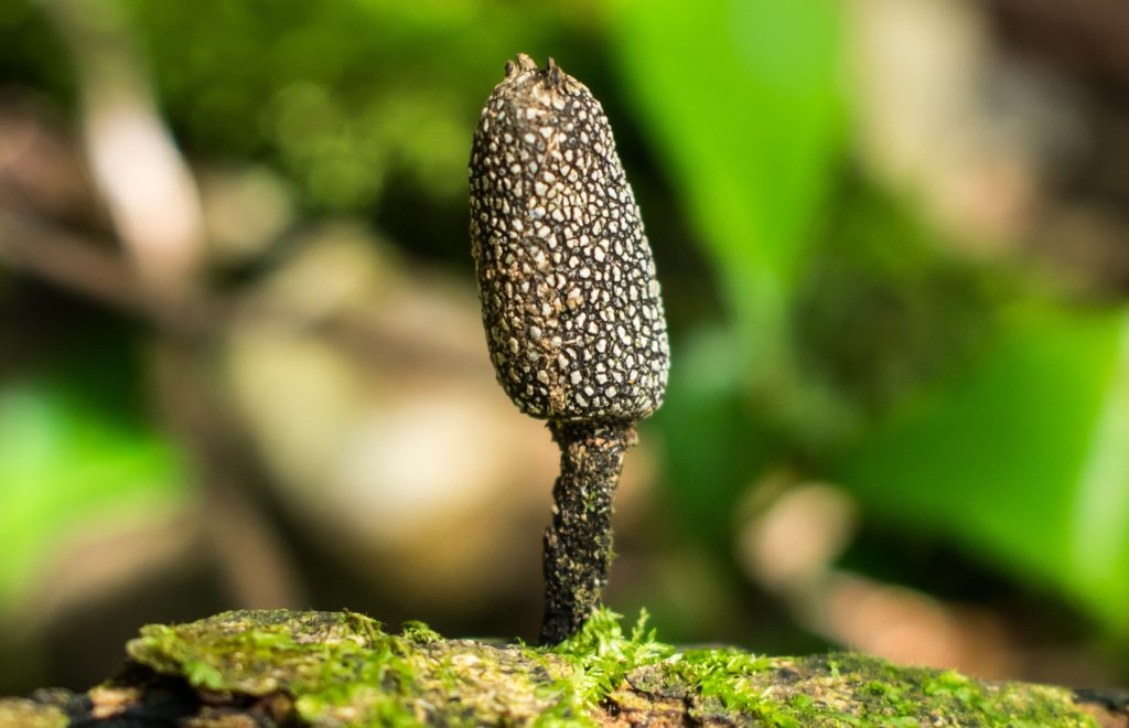 Xylaria comosa