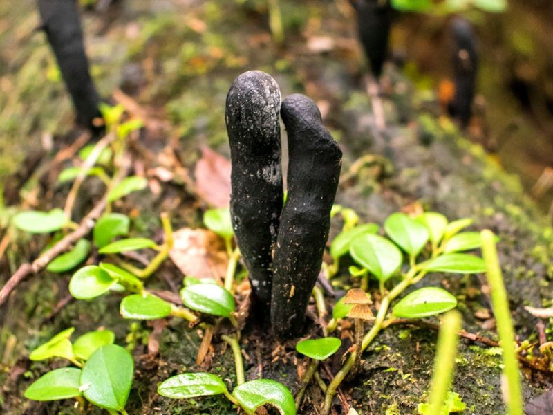 Fungos do gênero Xylaria na Serra Gaúcha