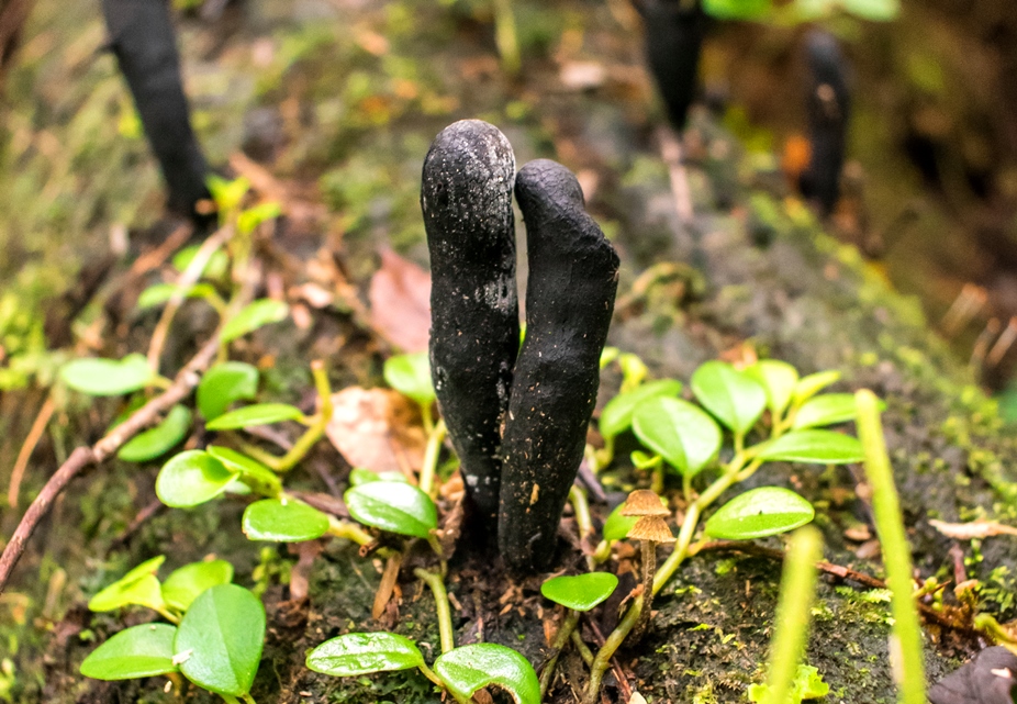 Fungos do gênero Xylaria na Serra Gaúcha