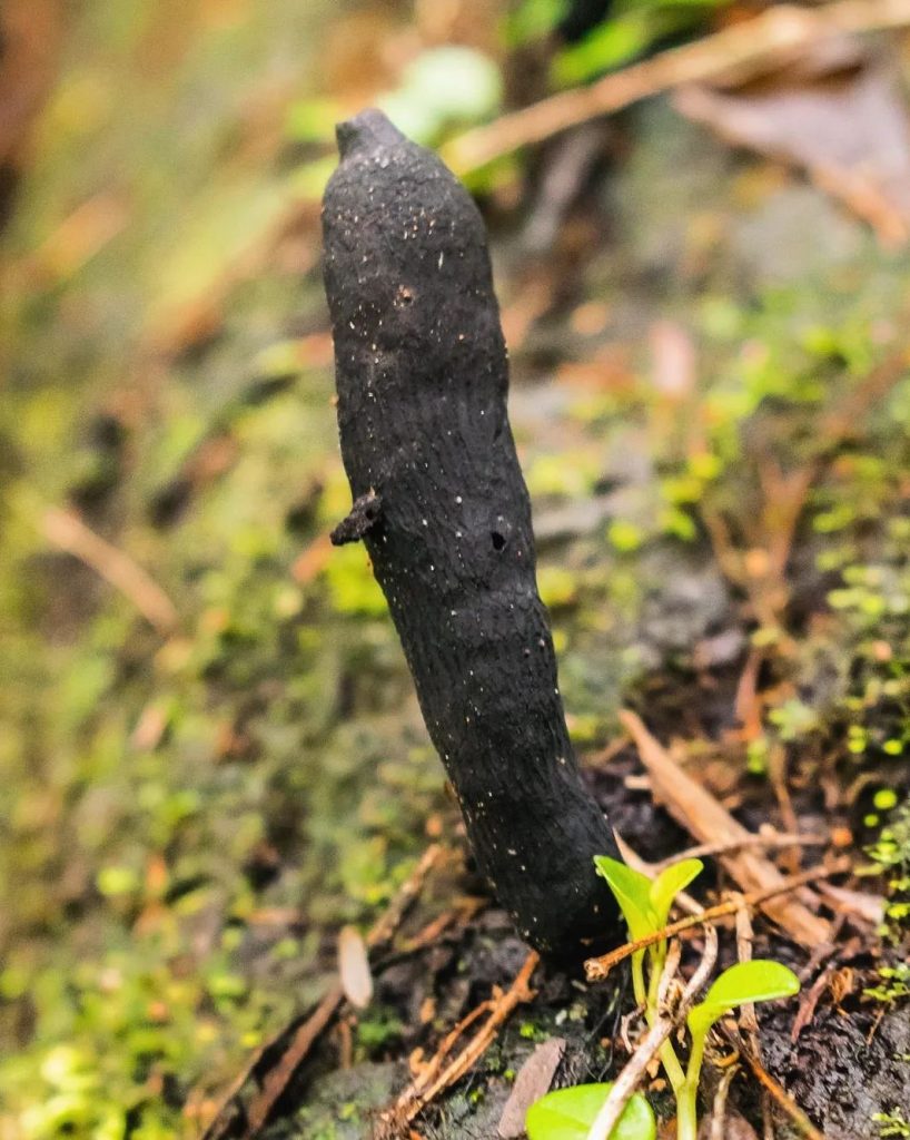 Fungos do gênero Xylaria