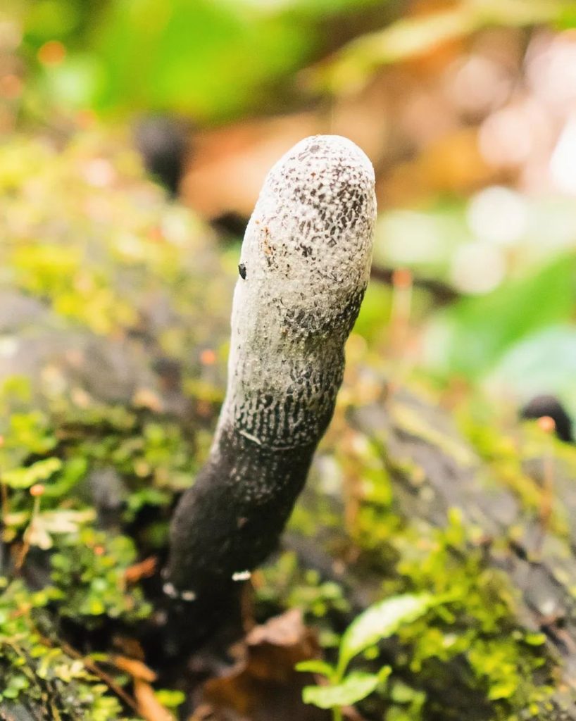 Fungos do gênero Xylaria