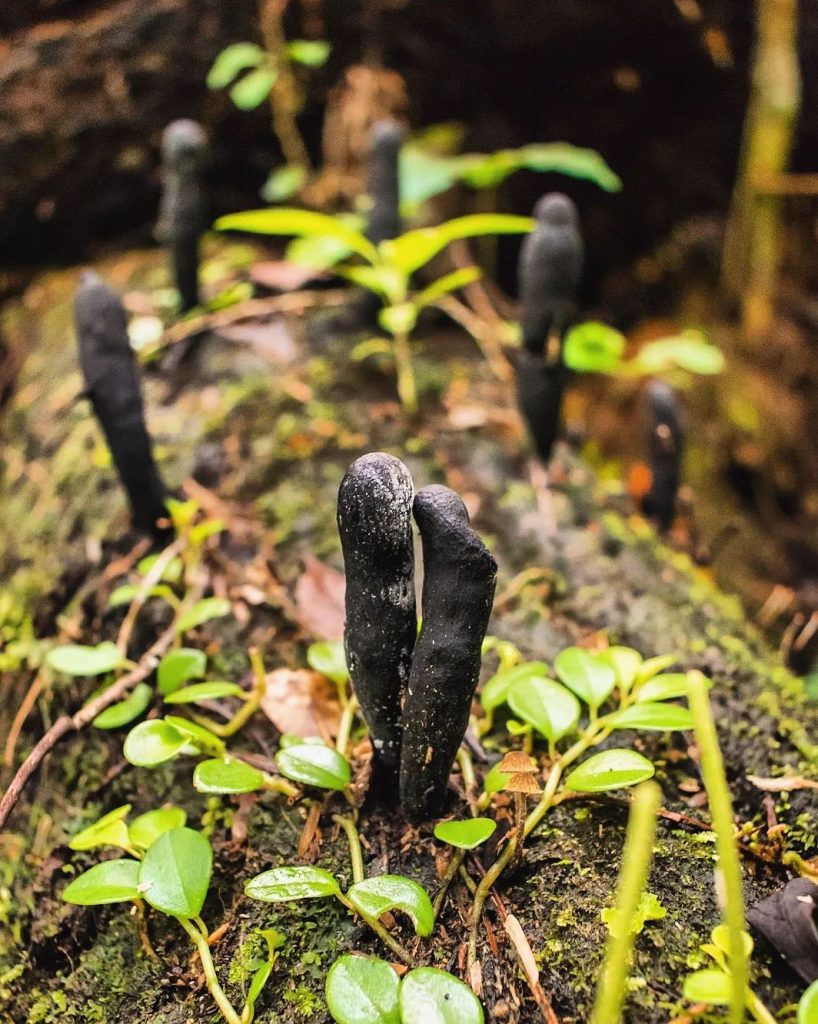 Fungos do gênero Xylaria