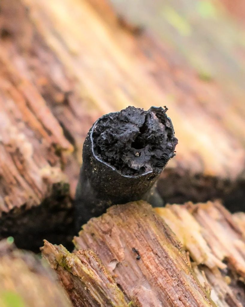 Fungos do gênero Xylaria