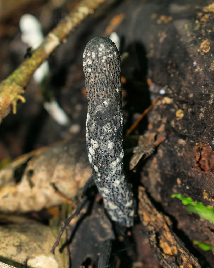 Fungos do gênero Xylaria