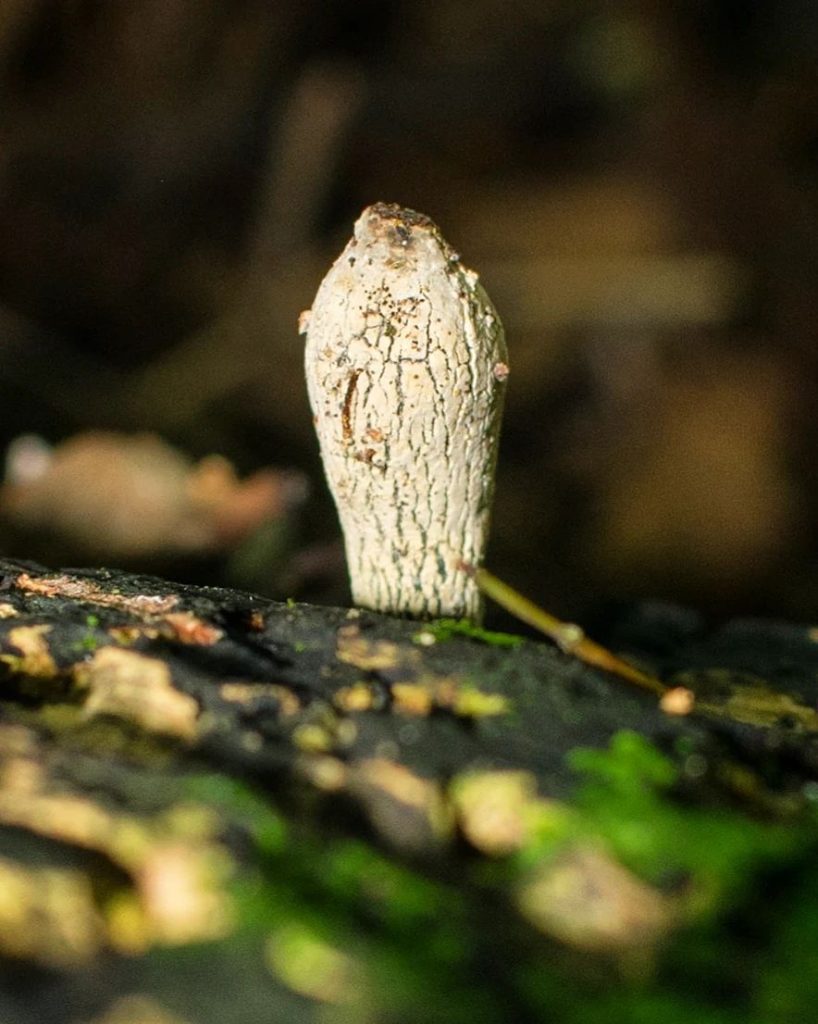 Fungos do gênero Xylaria