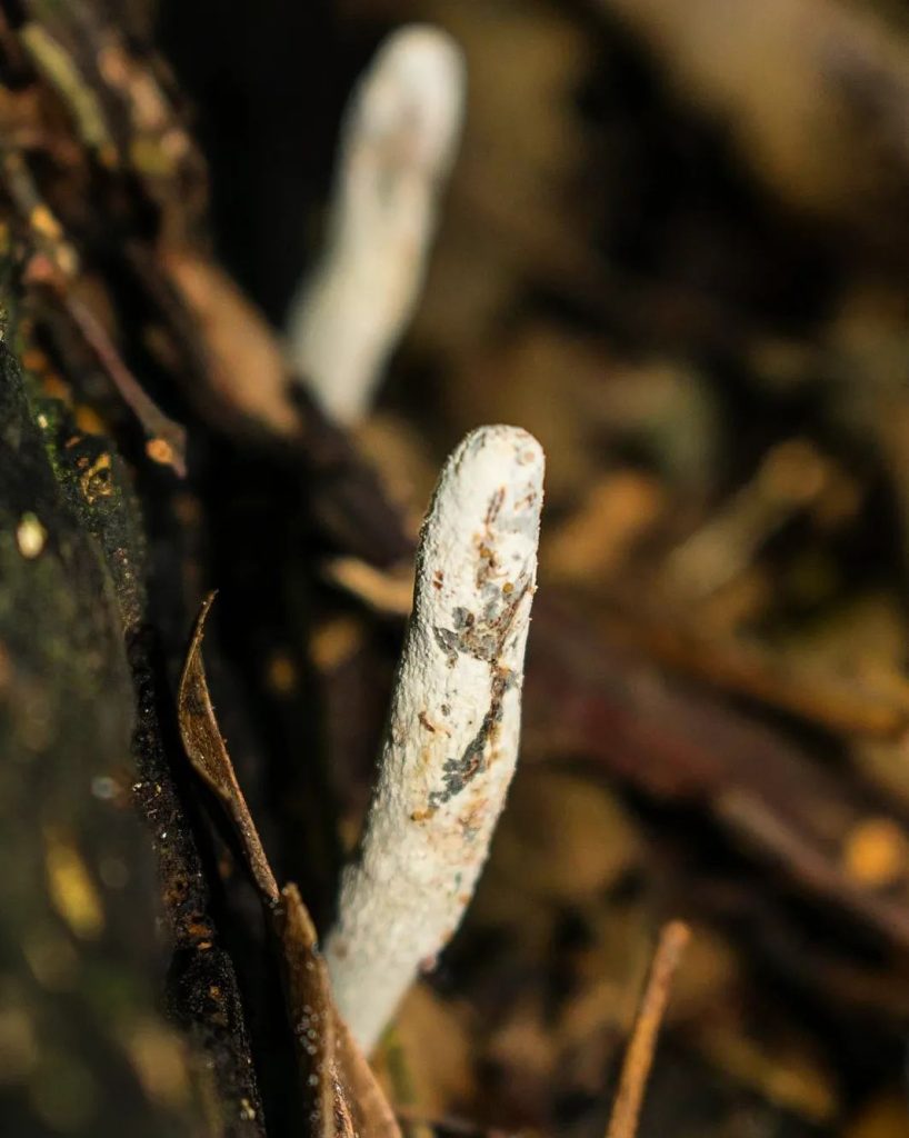 Fungos do gênero Xylaria